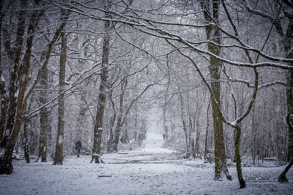 Ruislip Woods In The Snow 2020
