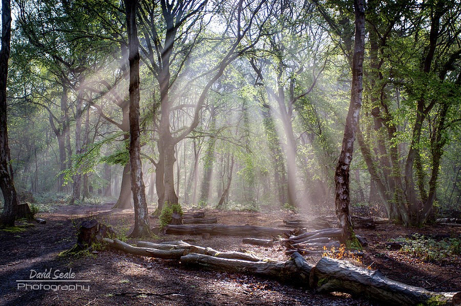 Sunrays In Ruislip Woods