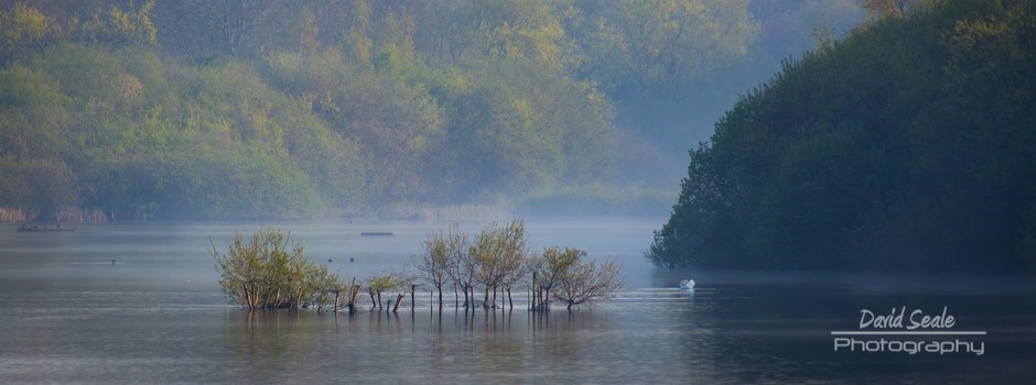Trees At Ruislip Lido