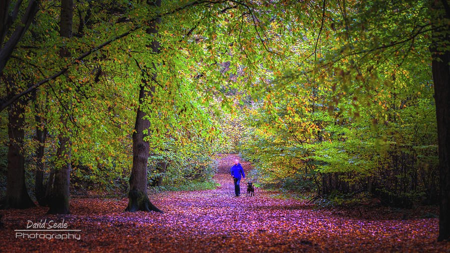 Beautiful Park Wood Ruislip