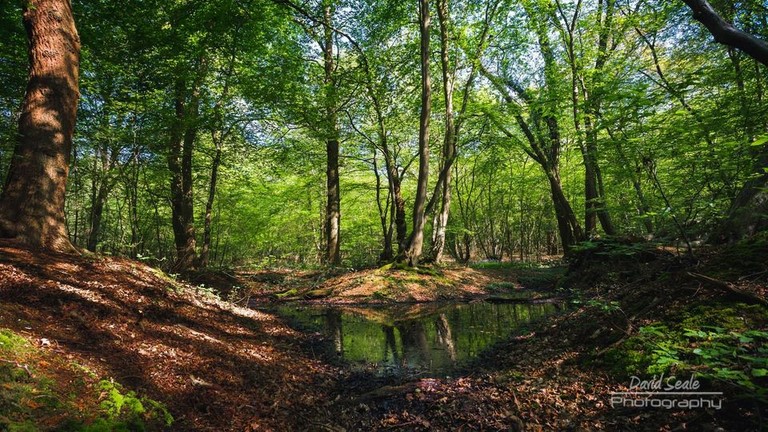 Mad Bess Wood