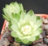 Cacti