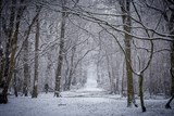 Ruislip Woods In The Snow 2020