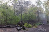 A Walk Through Ruislip Woods