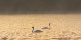 Swans On The Lido, Ruislip