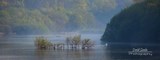 Trees At Ruislip Lido